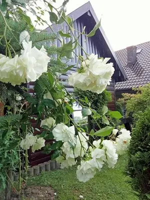 a bush of white roses in front of a house at Apartament Leszczynowa 7 blisko Zatora in Spytkowice