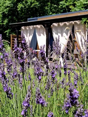 a field of purple flowers in front of a gazebo at OSADA POD LASEM in Andrychów