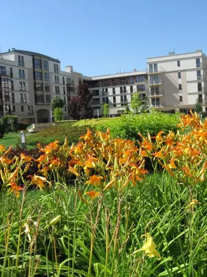 a field of orange flowers with buildings in the background at Garden Corner in Kraków