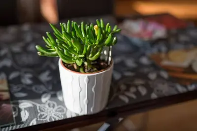 a green plant in a white pot on a table at Komfortowy apartament - obok Rynku in Kraków