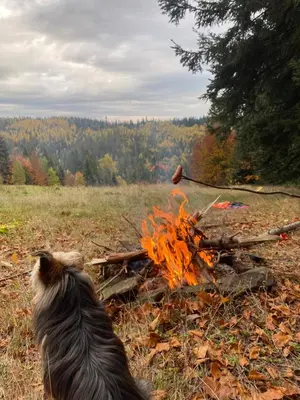 a dog sitting in front of a fire at Apartament w górach Gorce in Nowy Targ