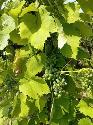 a bunch of green grapes hanging from a tree at Czytelnia w Sadzie in Krzykawka
