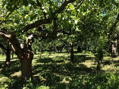 a group of trees in a field of grass at Czytelnia w Sadzie in Krzykawka
