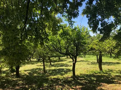 a group of trees in a grassy field at Czytelnia w Sadzie in Krzykawka