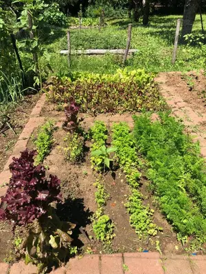a garden with various lettuces and other plants at Czytelnia w Sadzie in Krzykawka