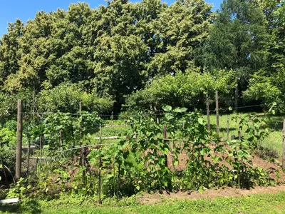a garden with a fence and trees in the background at Czytelnia w Sadzie in Krzykawka