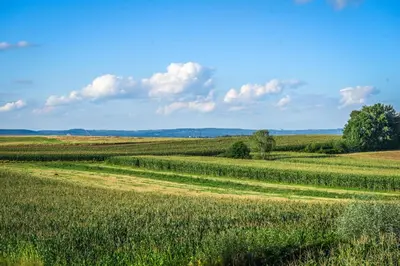 a field of green grass with a blue sky and clouds at Blue Sky - Apartamenty Premium Zator in Zator