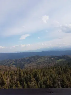 a view of a forest of trees from a hill at Na Zakręcie in Ochotnica Górna