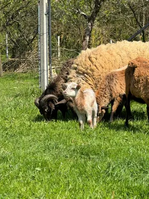 a group of sheep grazing in a field of grass at Agroturystyka u Babci in Czchów