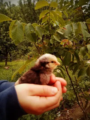 a person holding a baby chicken in their hand at Agroturystyka u Babci in Czchów
