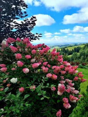 a bush of pink flowers in a field at Widokowa Chata in Obidowa