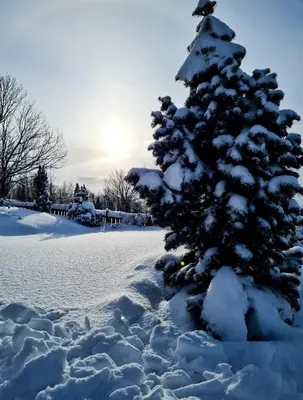 a snow covered christmas tree in the snow at Widokowa Chata in Obidowa
