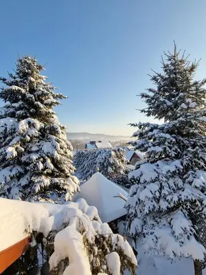 a group of trees covered in snow at Gospodarstwo Agroturystyczne Borówkowy Bukiet Smaków in Iwkowa