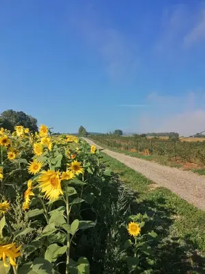 a field of sunflowers next to a dirt road at Gospodarstwo Agroturystyczne Borówkowy Bukiet Smaków in Iwkowa
