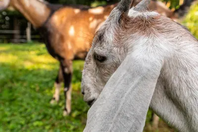 a brown horse standing next to a brown pony at Orzechowa Ostoja noclegi Energylandia in Bachowice
