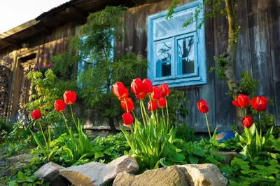 a bunch of red tulips in front of a house at Kogutowo Agroturystyka MPR in Wietrzychowice