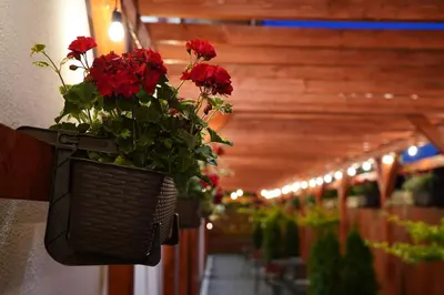 a basket with red flowers hanging on a wall at Apartments ALKANTARA in Chrzanów