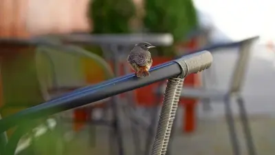 a small bird sitting on the arm of a chair at Apartments ALKANTARA in Chrzanów