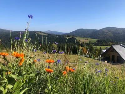 a field of flowers on a hill with a house at Gorczańskie Zacisze in Lubomierz
