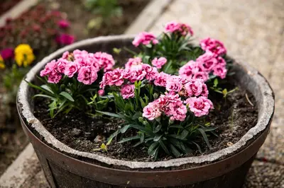 a flower pot with pink flowers in it at Orawskie Wyrko in Zubrzyca Górna