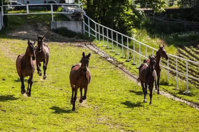 a group of horses running in a field at Hotel Rancho Pcim in Pcim