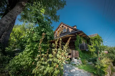 a house covered in ivy next to a tree at Domek nad Galerią in Lanckorona