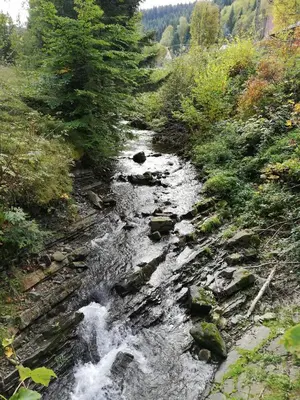 a stream of water with rocks and trees at Apartament nad Gorczańskim Strumieniem in Koninki