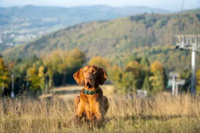 a brown dog sitting in the grass in a field at Hotel & SPA Czarny Groń in Rzyki