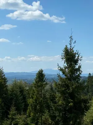 a group of trees on top of a hill at Nocleg pod Turbaczem in Nowy Targ