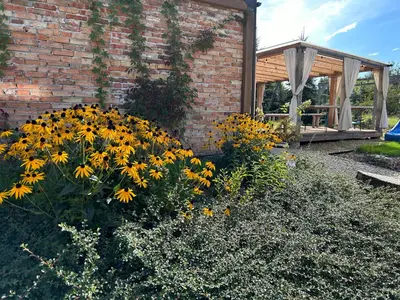 a garden with yellow flowers next to a brick building at Siedlisko Święty Spokój in Krzeszowice
