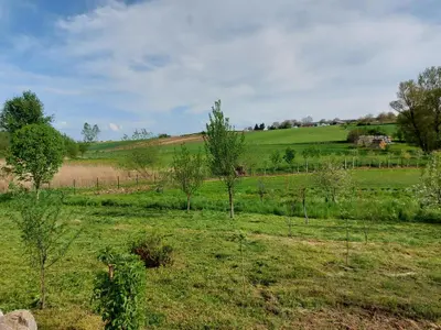 a field of grass with trees in it at Domki pod Brzozą in Czarnocin