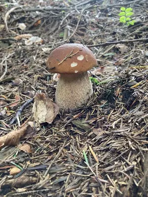 a mushroom sitting on the ground in the grass at Ranczo Targoszów in Targoszów