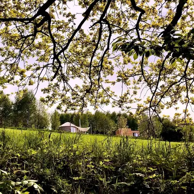 a tree in a field of grass with a barn in the background at LushHills - Stylowa i Naturalna Jurta in Regulice