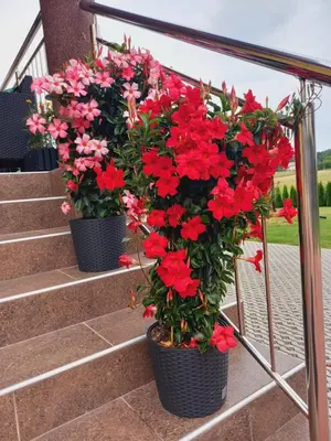 two pots of red flowers on the stairs at Ojcowski Las in Biały Kościół