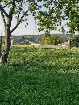 a field of grass with a tree and a net at Gosp. Agroturystyczne Stary Gaj in Żerkowice