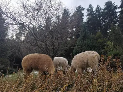 three sheep grazing in a field of tall grass at ZALASEK Gospodarstwo Agroturystyczne z Alpakami in Dobra
