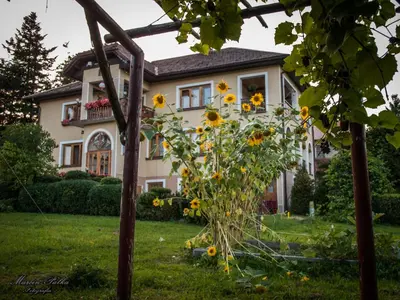 a house with a bunch of sunflowers in the yard at ZALASEK Gospodarstwo Agroturystyczne z Alpakami in Dobra