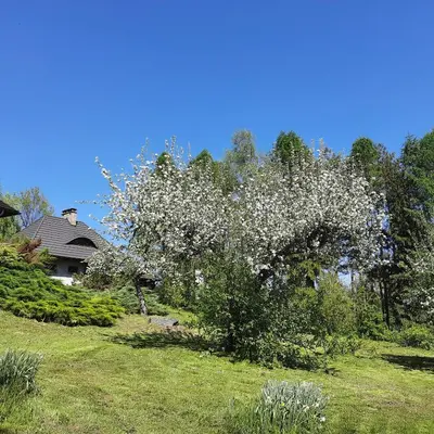 a tree with white flowers on it in a yard at Zbójnicka Chata in Wieliczka