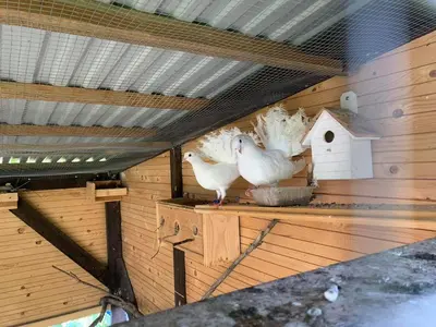 three birds are standing in a bird house at Siedlisko Przyjazne Progi in Rusocice