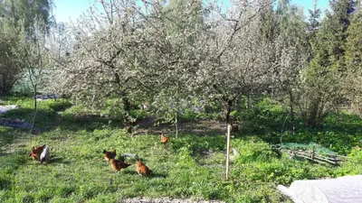 three chickens sitting in the grass near a tree at Siedlisko Pauza in Kozłów