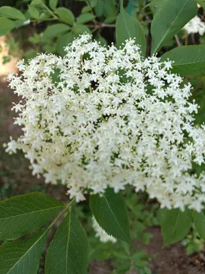 a cluster of white flowers on a tree at Gospodarstwo Agroturystyczne U Stasików in Spytkowice