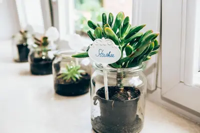 a potted plant in a glass jar on a window sill at Cosy Apartment 2 in Kraków
