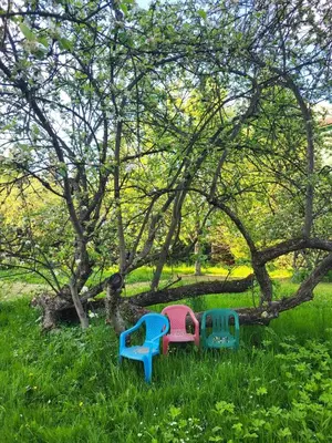 three plastic chairs sitting in the grass under a tree at Slow Life Rabka in Rabka