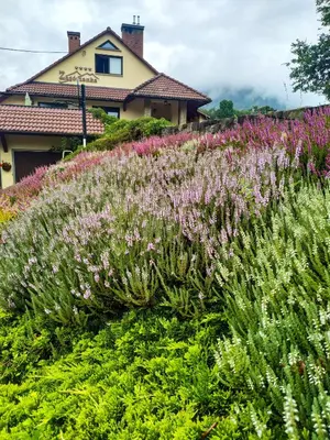 a field of flowers in front of a house at ZAGÓRZANKA Pensjonat Rehabilitacyjno-Rekreacyjny SiS Dziadkowiec - Spółka Jawna in Mszana Dolna