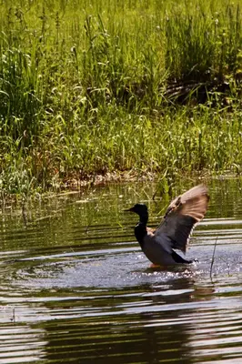 a bird swimming in the water with its wings out at Garden Loft in Roczyny