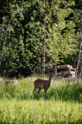 a deer standing in a field of tall grass at Garden Loft in Roczyny