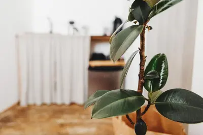 a plant with green leaves in a room at Kieszonka dla singla in Kraków