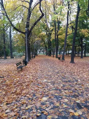a row of benches in a park with leaves on the ground at Kieszonka dla singla in Kraków