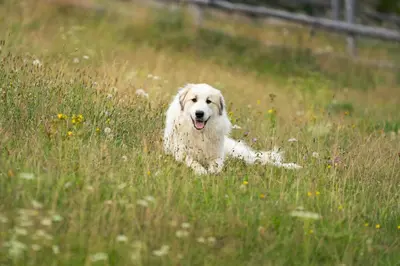 a white dog laying in a field of grass at Górna Chata Mountains Chalet - Stable Cottage in Ochotnica Górna