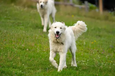 two white dogs running in a field of grass at Górna Chata Mountains Chalet - Stable Cottage in Ochotnica Górna
